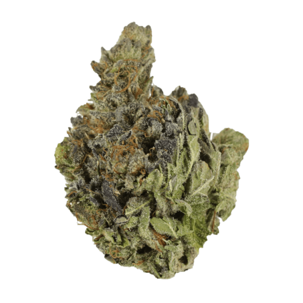 Chocolope | Herb Approach Canada