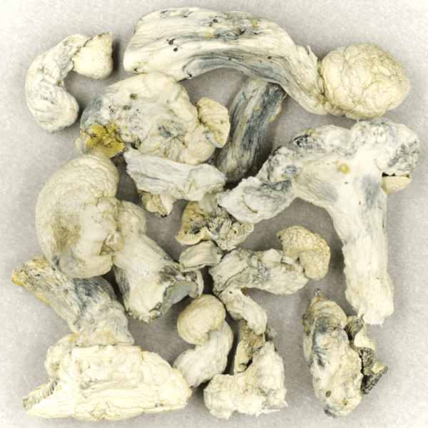 Cambodian Psilocybe Cubensis | Herb Approach Canada