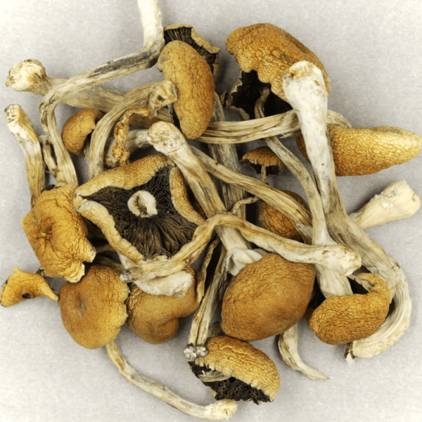 Cambodian Psilocybe Cubensis | Herb Approach Canada