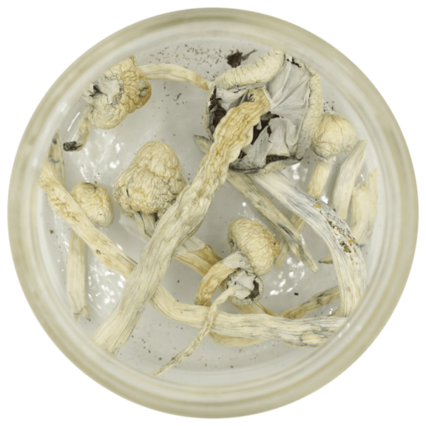 Great White Monster Cubensis | Herb Approach Canada