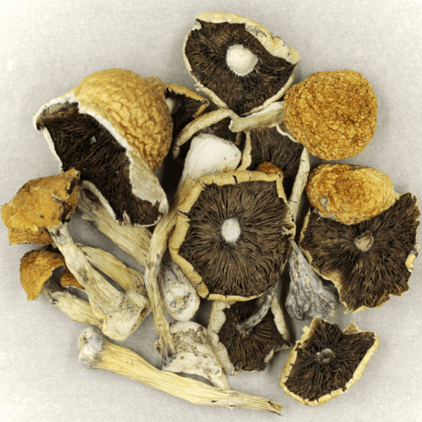 Penis Envy Cubensis | Herb Approach Canada