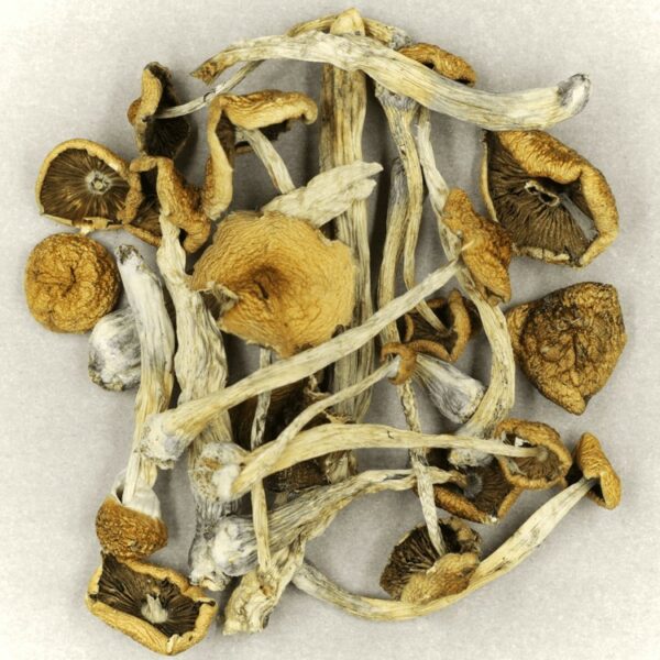 Psilocybe Cubensis Mexicana | Herb Approach Canada