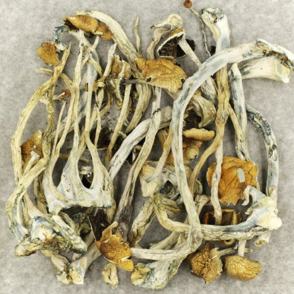 Amazonian Cubensis | Herb Approach Canada