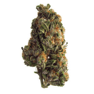 Grape Crush | Herb Approach Canada